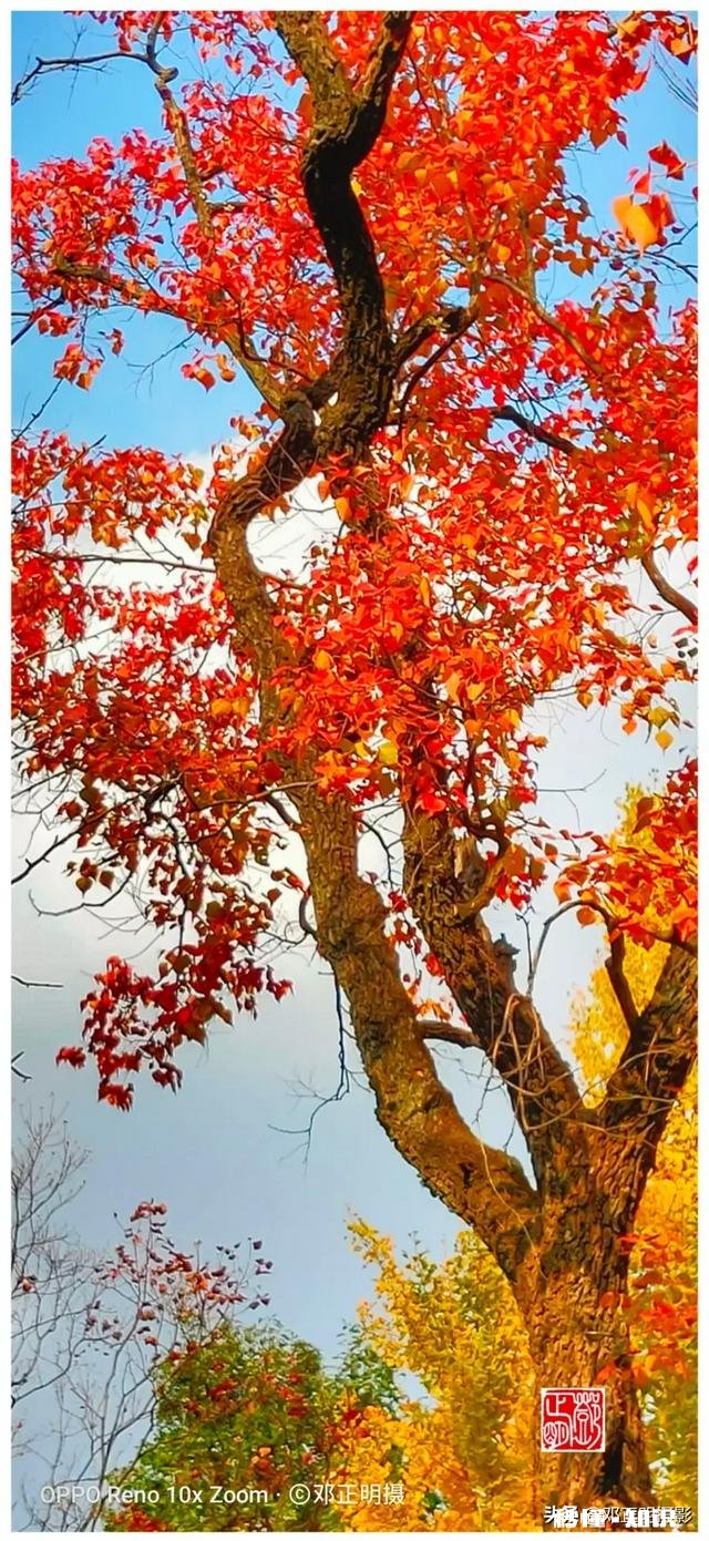 有哪些秋天的树叶好写啊，除了银杏树和枫树叶