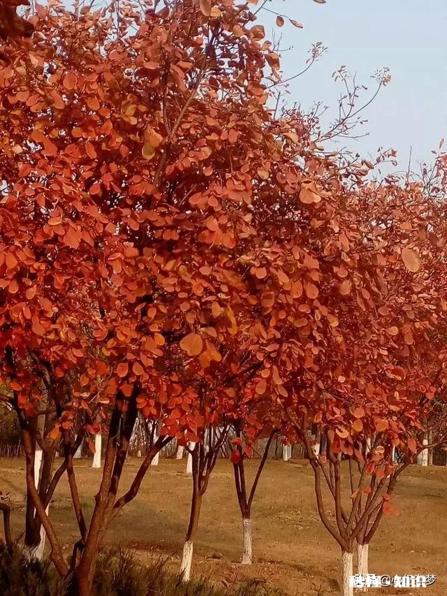 有哪些秋天的树叶好写啊，除了银杏树和枫树叶