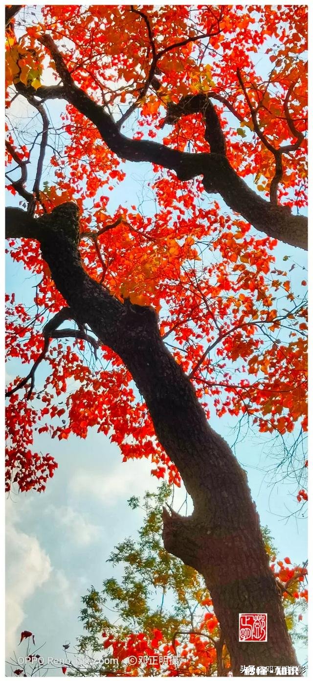 有哪些秋天的树叶好写啊，除了银杏树和枫树叶