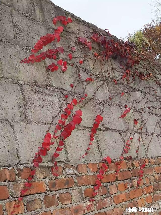 有哪些秋天的树叶好写啊，除了银杏树和枫树叶