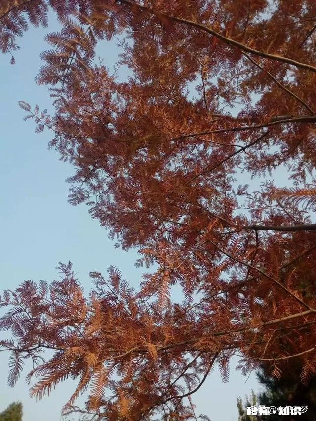 有哪些秋天的树叶好写啊，除了银杏树和枫树叶