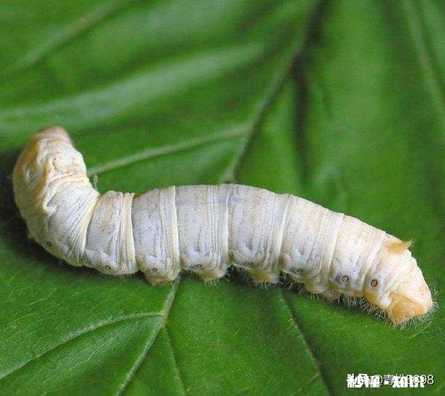 叠字联 上联：山石为岩，岩下有石；求下联