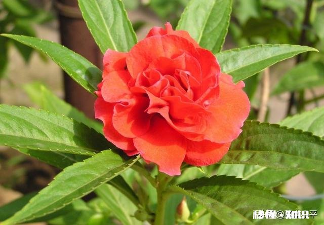 盆栽凤仙花怎样管理才能开更多的花