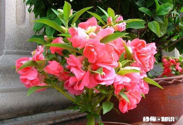 盆栽凤仙花怎样管理才能开更多的花