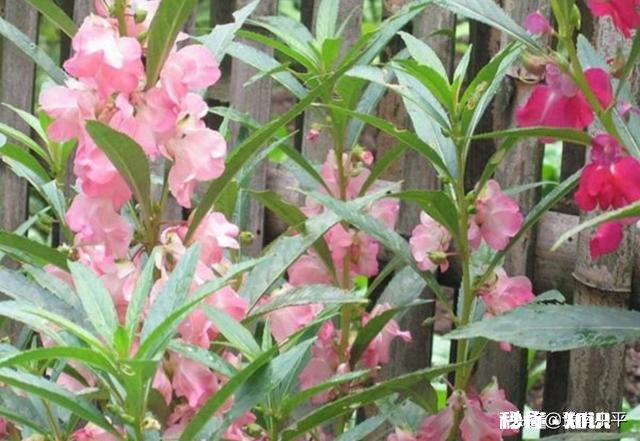 盆栽凤仙花怎样管理才能开更多的花