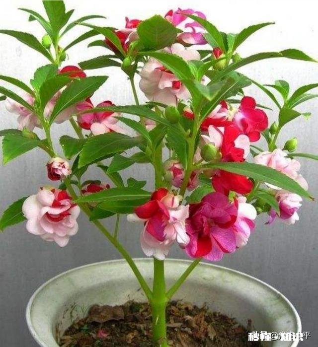 盆栽凤仙花怎样管理才能开更多的花