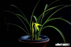 盆栽兰花要经常修剪吗你有哪些方法