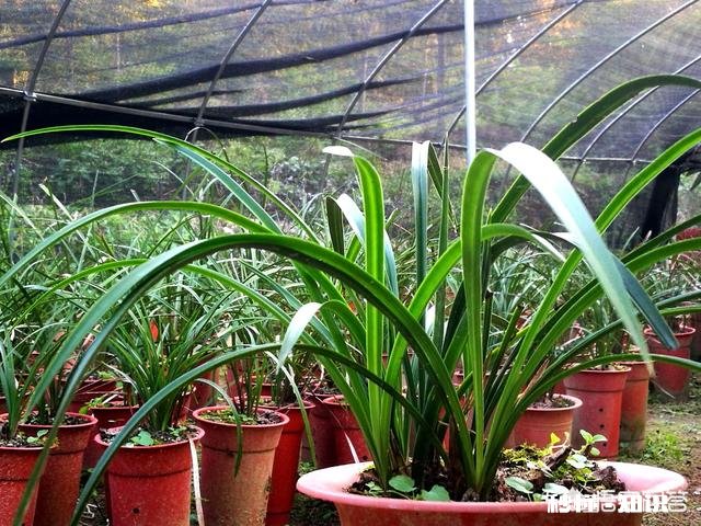 盆栽兰花要经常修剪吗你有哪些方法