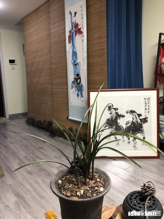 盆栽兰花要经常修剪吗你有哪些方法