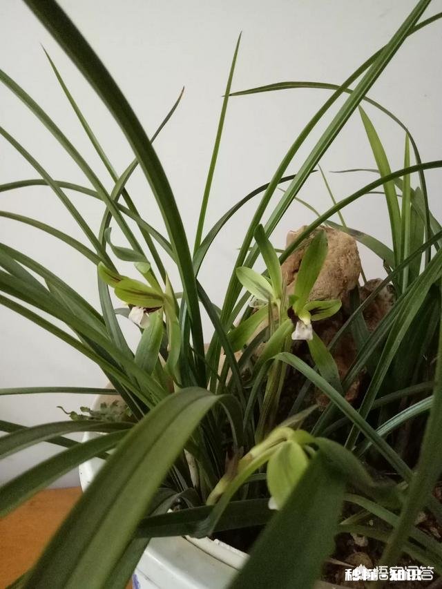 盆栽兰花要经常修剪吗你有哪些方法