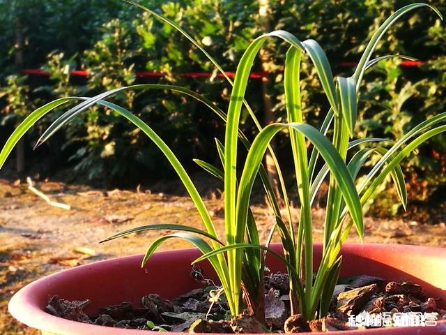 盆栽兰花要经常修剪吗你有哪些方法