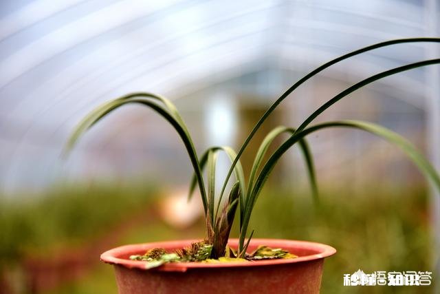 盆栽兰花要经常修剪吗你有哪些方法