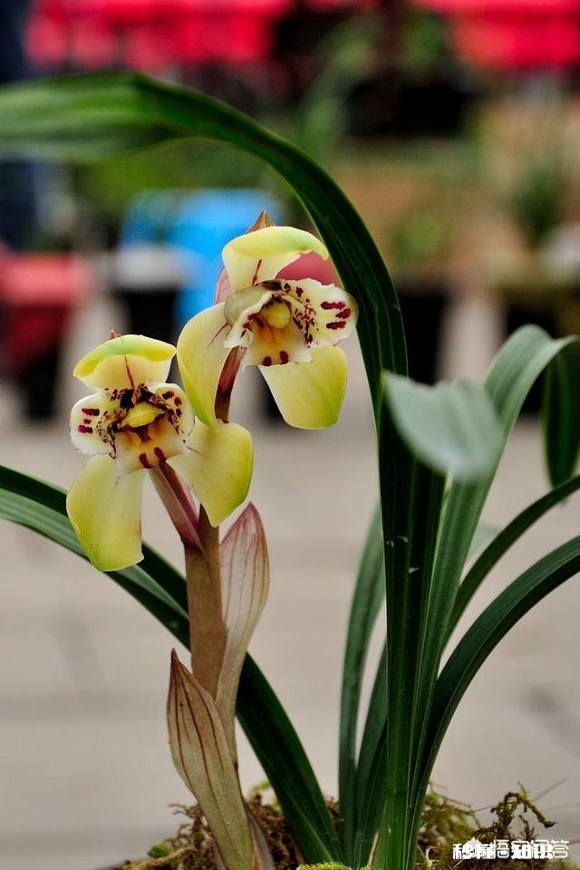 盆栽兰花要经常修剪吗你有哪些方法