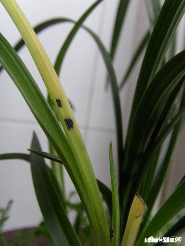 盆栽兰花要经常修剪吗你有哪些方法