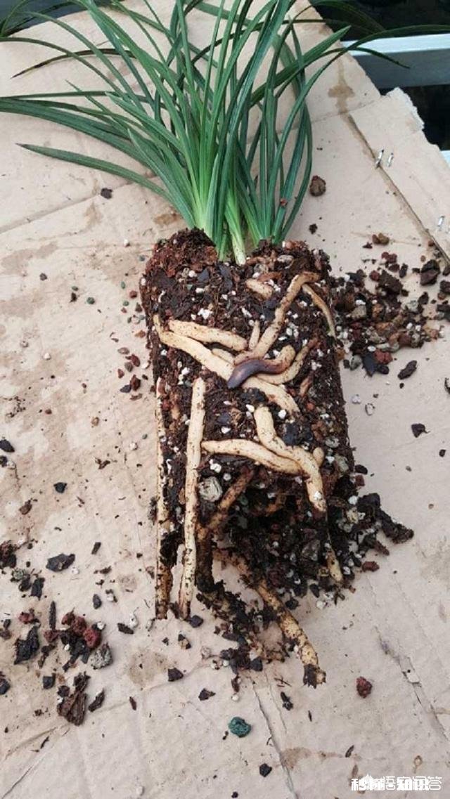 盆栽兰花要经常修剪吗你有哪些方法