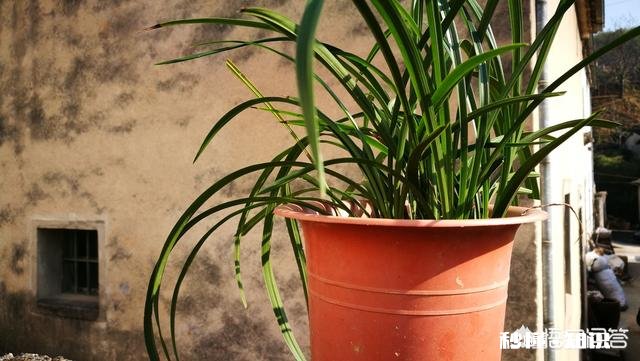 盆栽兰花要经常修剪吗你有哪些方法
