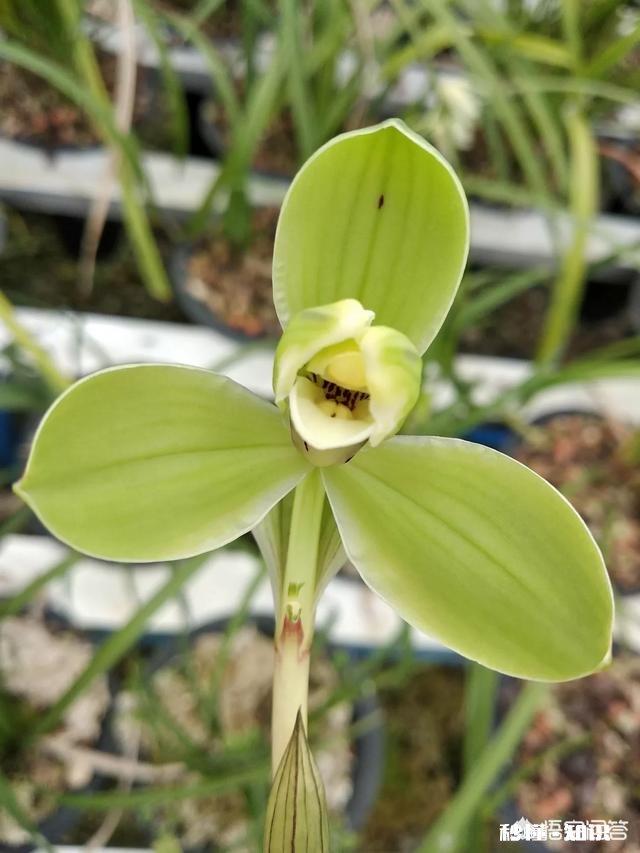 盆栽兰花要经常修剪吗你有哪些方法