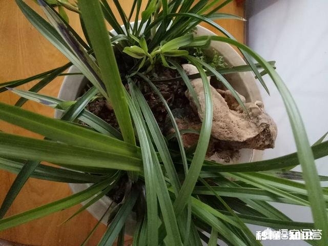 盆栽兰花要经常修剪吗你有哪些方法