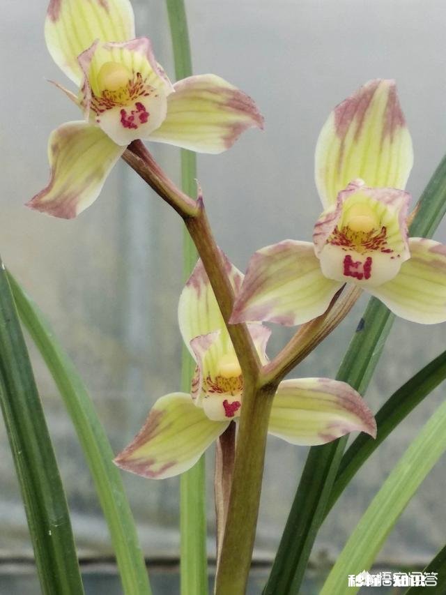 盆栽兰花要经常修剪吗你有哪些方法