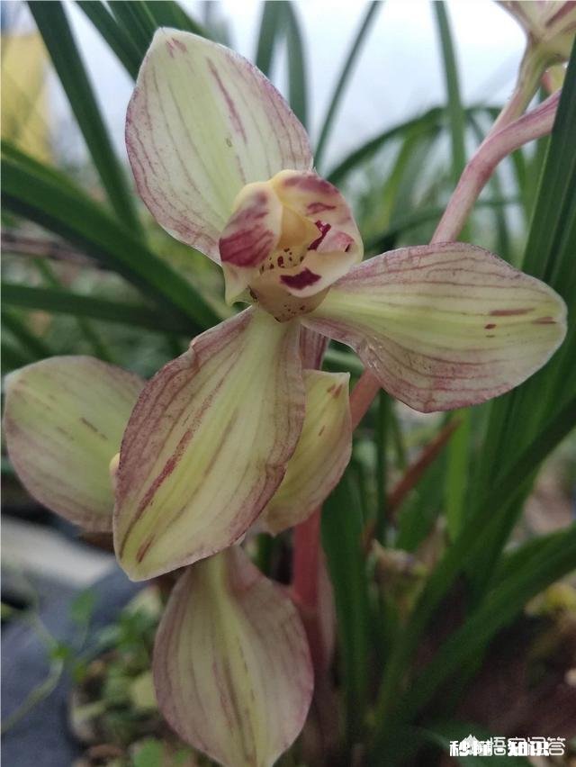 盆栽兰花要经常修剪吗你有哪些方法