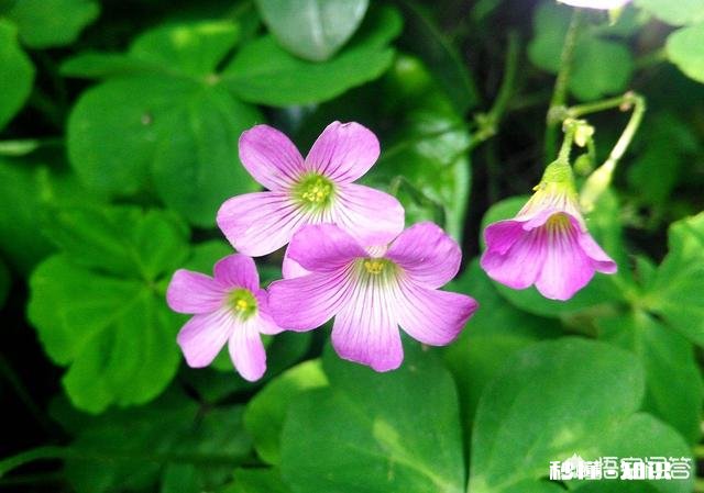 红花酢浆草夏季总会出现叶子干枯的情况,如何养护才能叶子茂盛呢