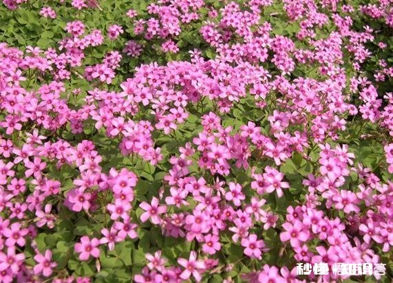 红花酢浆草夏季总会出现叶子干枯的情况,如何养护才能叶子茂盛呢