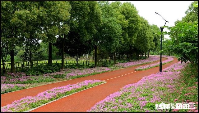 红花酢浆草夏季总会出现叶子干枯的情况,如何养护才能叶子茂盛呢