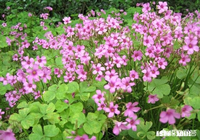 红花酢浆草夏季总会出现叶子干枯的情况,如何养护才能叶子茂盛呢