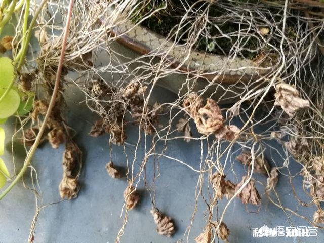 红花酢浆草夏季总会出现叶子干枯的情况,如何养护才能叶子茂盛呢