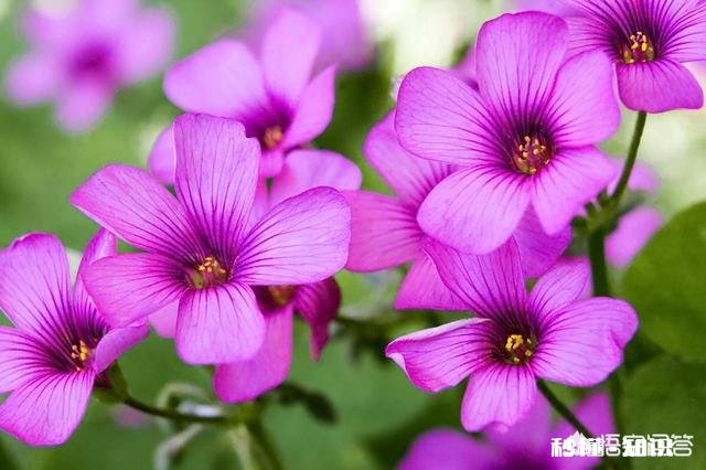 红花酢浆草夏季总会出现叶子干枯的情况,如何养护才能叶子茂盛呢