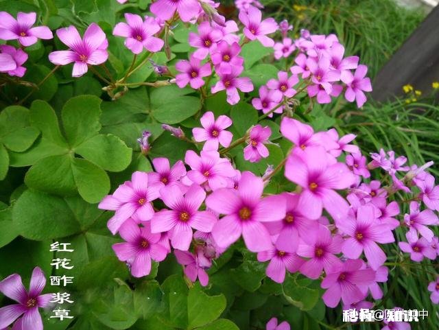 红花酢浆草夏季总会出现叶子干枯的情况,如何养护才能叶子茂盛呢