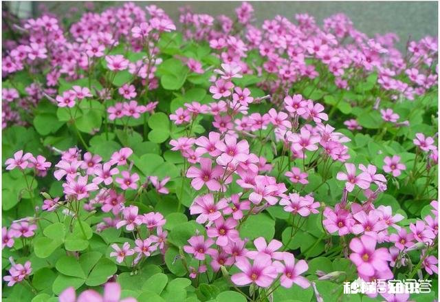 红花酢浆草夏季总会出现叶子干枯的情况,如何养护才能叶子茂盛呢