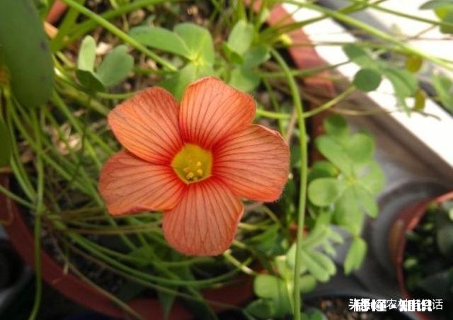 红花酢浆草夏季总会出现叶子干枯的情况,如何养护才能叶子茂盛呢