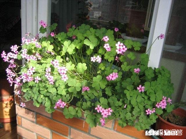 红花酢浆草夏季总会出现叶子干枯的情况,如何养护才能叶子茂盛呢