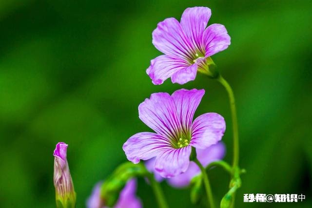 红花酢浆草夏季总会出现叶子干枯的情况,如何养护才能叶子茂盛呢