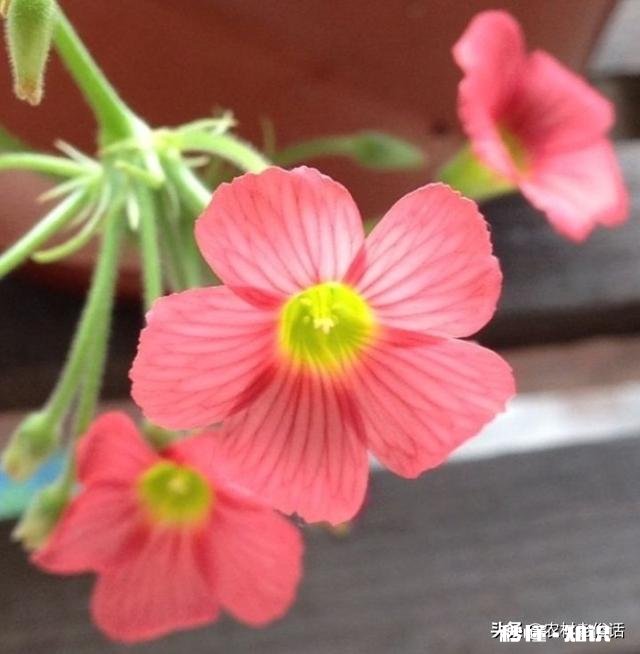 红花酢浆草夏季总会出现叶子干枯的情况,如何养护才能叶子茂盛呢