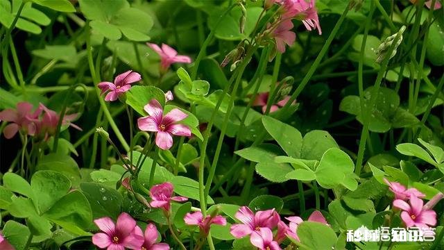 红花酢浆草夏季总会出现叶子干枯的情况,如何养护才能叶子茂盛呢