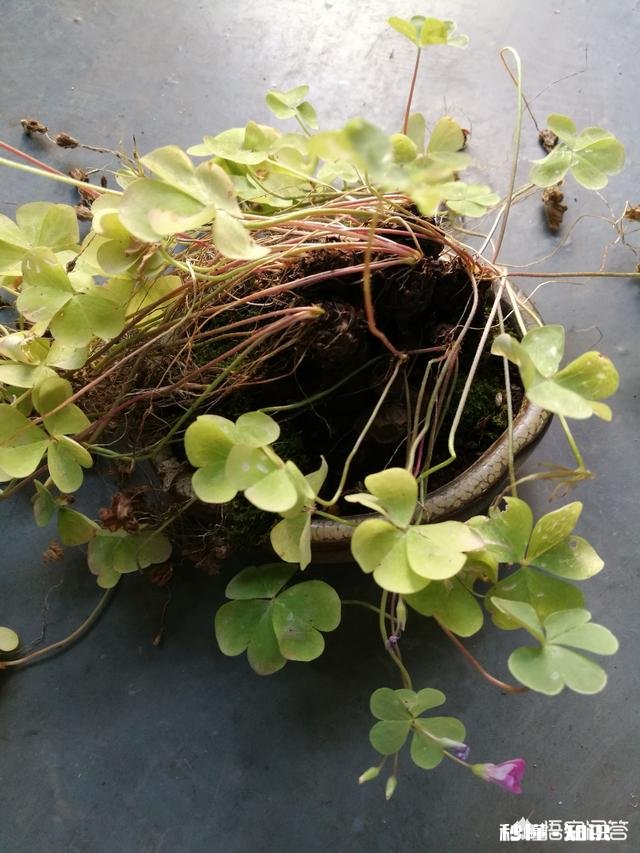 红花酢浆草夏季总会出现叶子干枯的情况,如何养护才能叶子茂盛呢