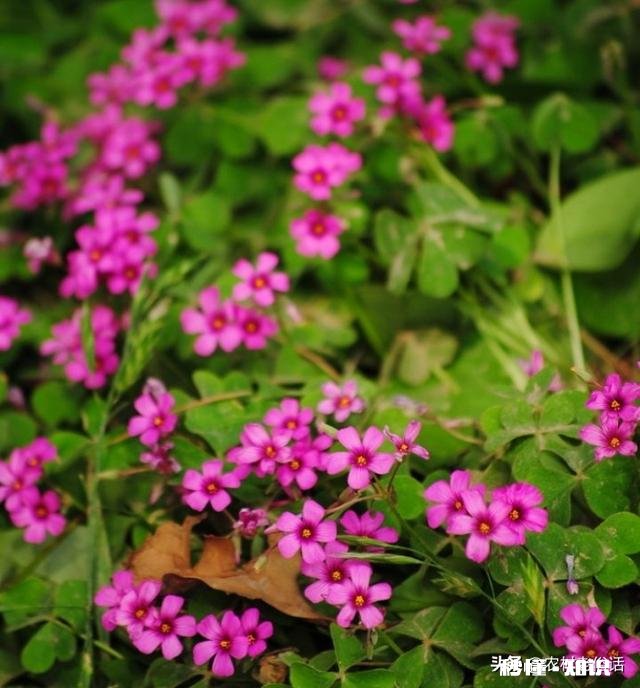 红花酢浆草夏季总会出现叶子干枯的情况,如何养护才能叶子茂盛呢