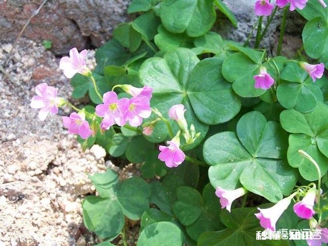 红花酢浆草夏季总会出现叶子干枯的情况,如何养护才能叶子茂盛呢