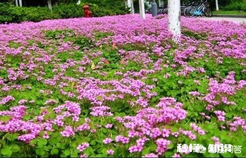 红花酢浆草夏季总会出现叶子干枯的情况,如何养护才能叶子茂盛呢