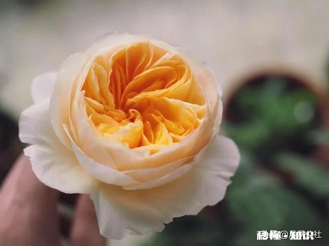 月季花枝干枯了怎么办