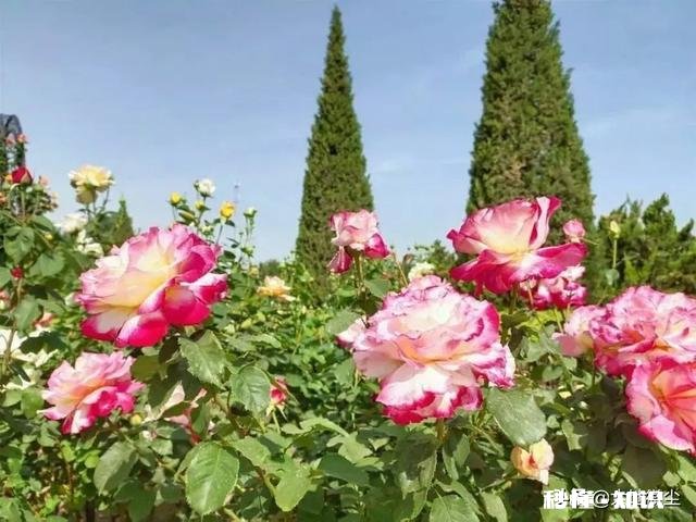 月季花枝干枯了怎么办