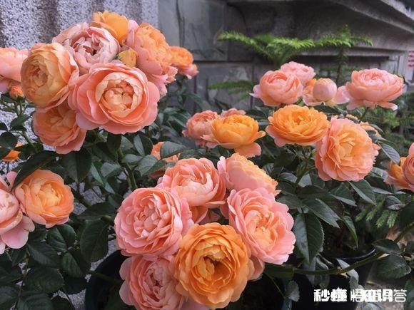 月季花枝干枯了怎么办