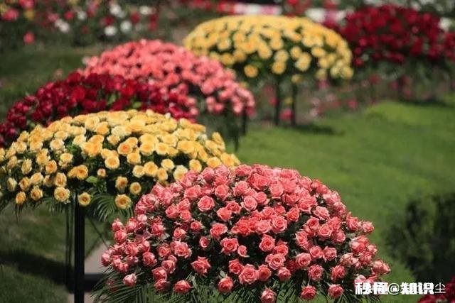 月季花枝干枯了怎么办