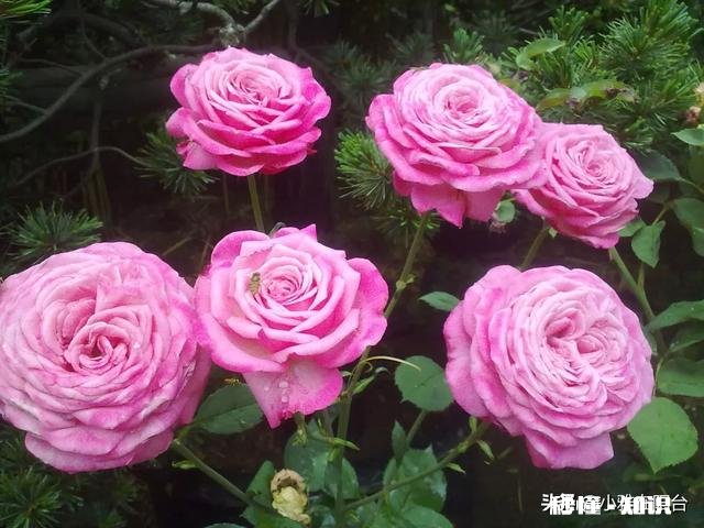 月季花枝干枯了怎么办