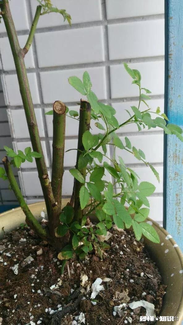 月季花枝干枯了怎么办