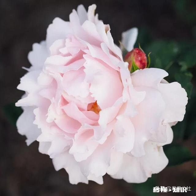 月季花枝干枯了怎么办