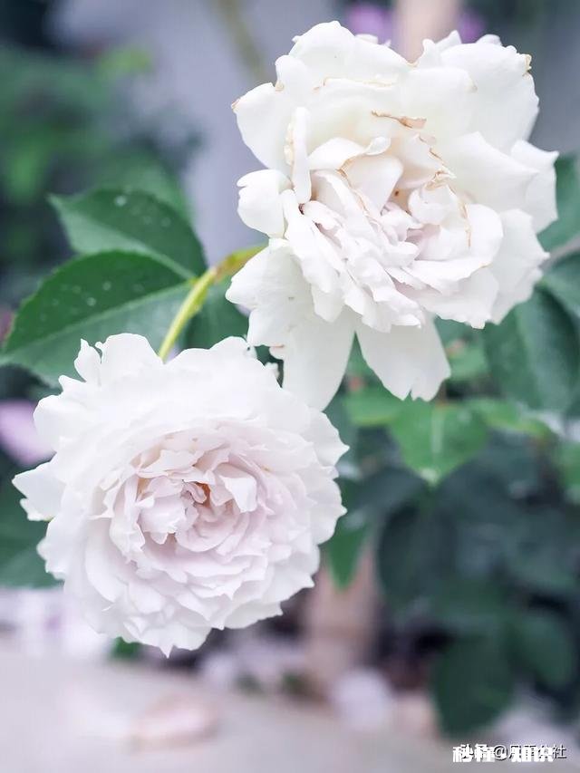 月季花枝干枯了怎么办