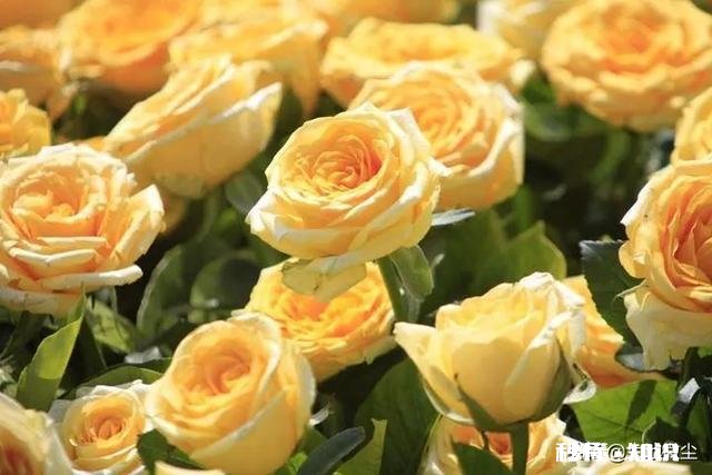 月季花枝干枯了怎么办